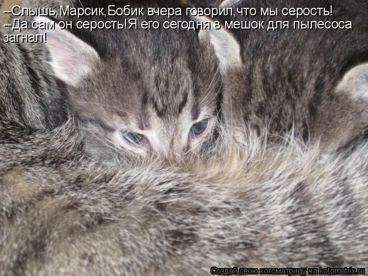 Котоматрица: --Слышь,Марсик,Бобик вчера говорил,что мы серость! --Да сам он серость!Я его сегодня в мешок для пылесоса загнал!