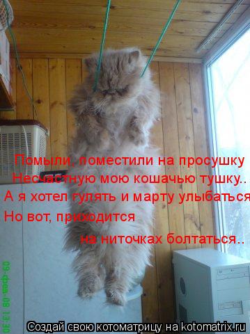 Котоматрица: Помыли, поместили на просушку Несчастную мою кошачью тушку.. А я хотел гулять и марту улыбаться, Но вот, приходится  на ниточках болтаться..