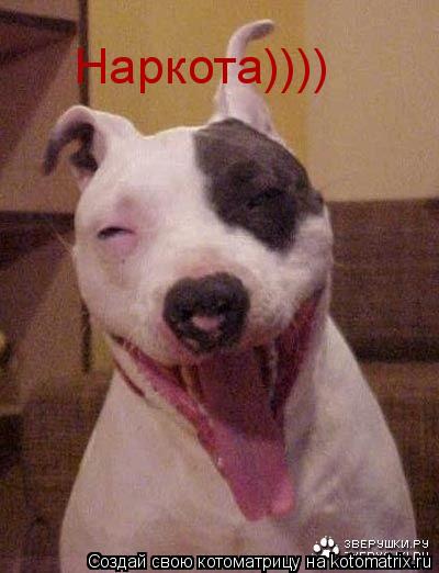 Котоматрица: Наркота))))