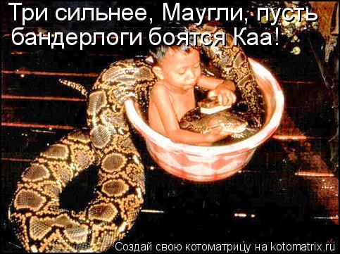 Котоматрица: Три сильнее, Маугли, пусть  бандерлоги боятся Каа!