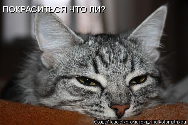 Котоматрица: ПОКРАСИТЬСЯ ЧТО ЛИ?