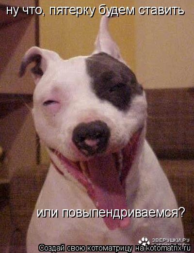 Котоматрица: ну что, пятерку будем ставить  или повыпендриваемся?