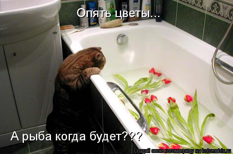 Котоматрица: А рыба когда будет??? Опять цветы...
