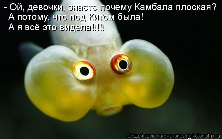 - Ой, девочки, знаете почему Камбала плоская? А потому, что под Китом была! А я всё это видела!!!!!... Котоматрица: - Ой, девочки, знаете почему Камбала плоская? А потому, что под Китом была! А я всё это видела!!!!!
