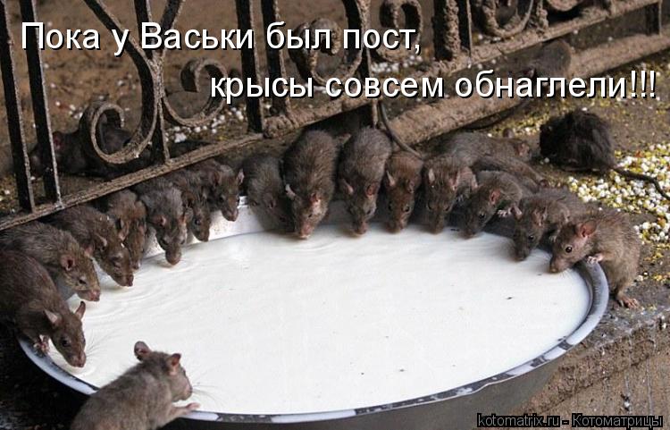 Котоматрица: Пока у Васьки был пост,  крысы совсем обнаглели!!!