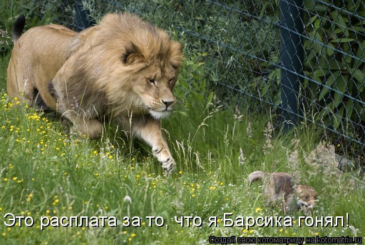 Это расплата за то, что я Барсика гонял!... Котоматрица: Это расплата за то, что я Барсика гонял!