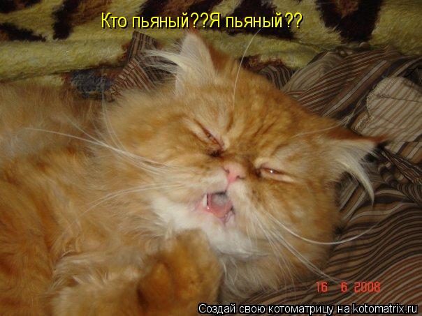 Кто пьяный??Я пьяный??... Котоматрица: Кто пьяный??Я пьяный??