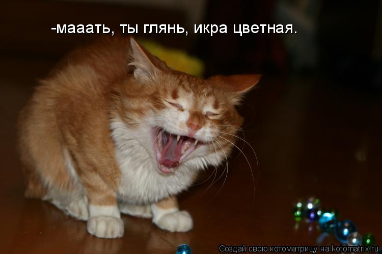 -мааать, ты глянь, икра цветная.... Котоматрица: -мааать, ты глянь, икра цветная.