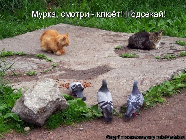 Мурка, смотри - клюёт! Подсекай!... Котоматрица: Мурка, смотри - клюёт! Подсекай!