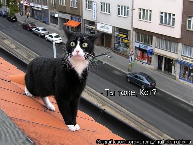 - Ты тоже, Кот?... Котоматрица: - Ты тоже, Кот?