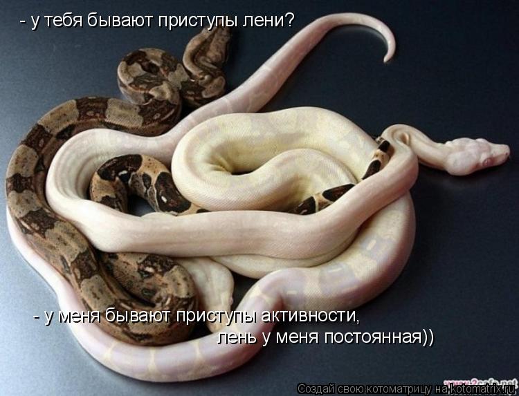 Котоматрица: - у тебя бывают приступы лени? - у меня бывают приступы активности,  лень у меня постоянная))