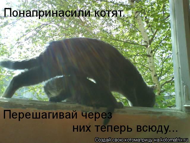 Котоматрица: Понапринасили котят.  Перешагивай через  них теперь всюду...