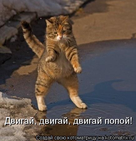 Котоматрица: Двигай, двигай, двигай попой!