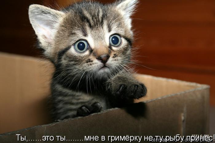 Котоматрица: Ты,......это ты........мне в гримёрку не ту рыбу принёс!