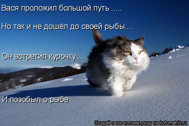 Котоматрица: Вася проложил большой путь ..... Но так и не дошёл до своей рыбы.... Он встретил курочку.... И позобыл о рыбе