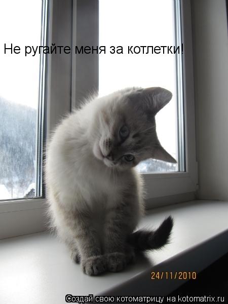 Котоматрица: Не ругайте меня за котлетки!
