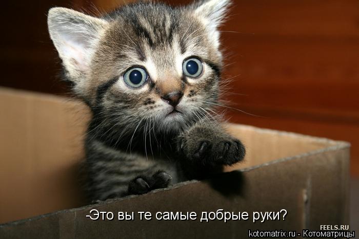 Котоматрица: -Это вы те самые добрые руки?