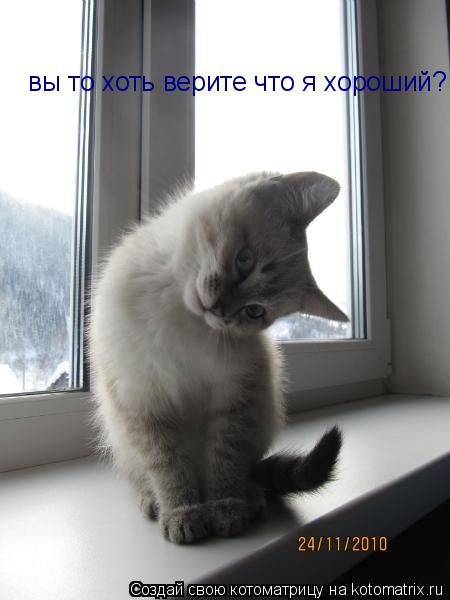 Котоматрица: вы то хоть верите что я хороший?