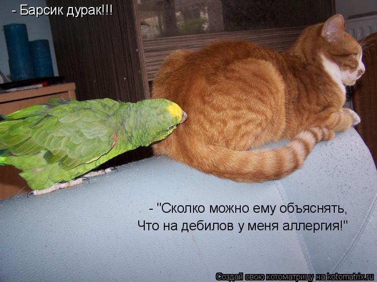 Котоматрица: - Барсик дурак!!! - "Сколко можно ему объяснять, Что на дебилов у меня аллергия!"