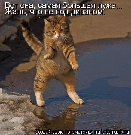 Котоматрица: Вот она, самая большая лужа... Жаль, что не под диваном.