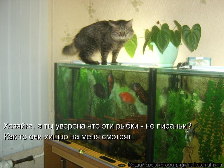 Котоматрица: Хозяйка, а ты уверена что эти рыбки - не пираньи? Как-то они хищно на меня смотрят...