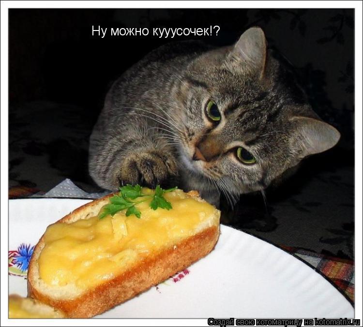 Котоматрица: Ну можно кууусочек!?