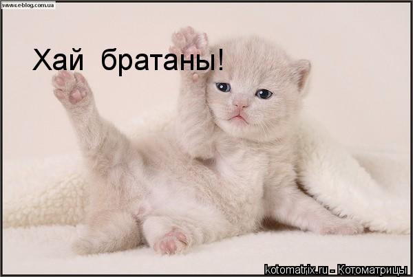 Котоматрица: Хай  братаны!