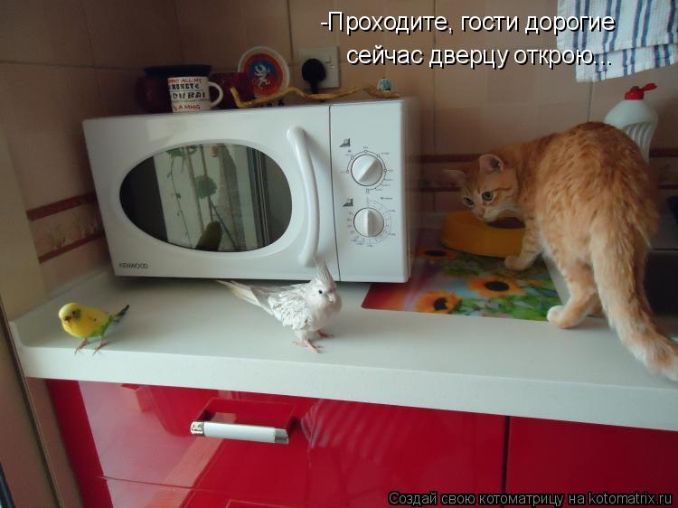 -Проходите, гости дорогие сейчас дверцу открою...... Котоматрица: -Проходите, гости дорогие сейчас дверцу открою...
