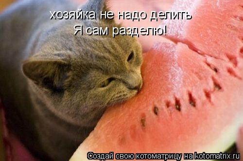 Котоматрица: хозяйка не надо делить Я сам разделю!