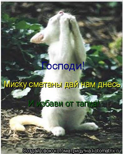 Господи! Миску сметаны дай нам днесь И избави от тапка!... Котоматрица: Господи! Миску сметаны дай нам днесь И избави от тапка!