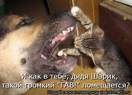 И как в тебе, дядя Шарик, такой громкий "ГАВ!" помещается?... Котоматрица: И как в тебе, дядя Шарик, такой громкий "ГАВ!" помещается?
