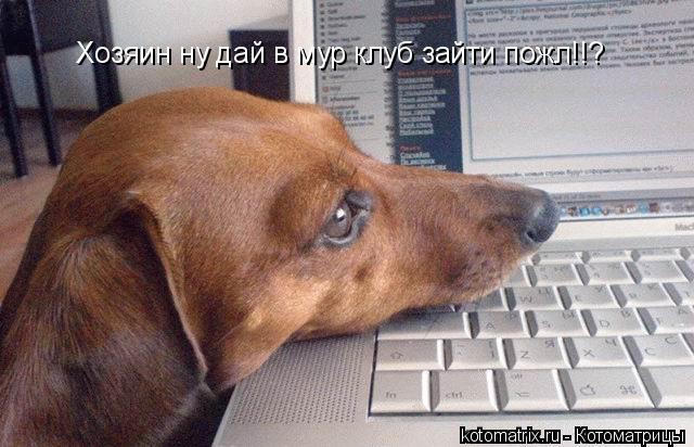 Хозяин ну дай в мур клуб зайти пожл!!?... Котоматрица: Хозяин ну дай в мур клуб зайти пожл!!?