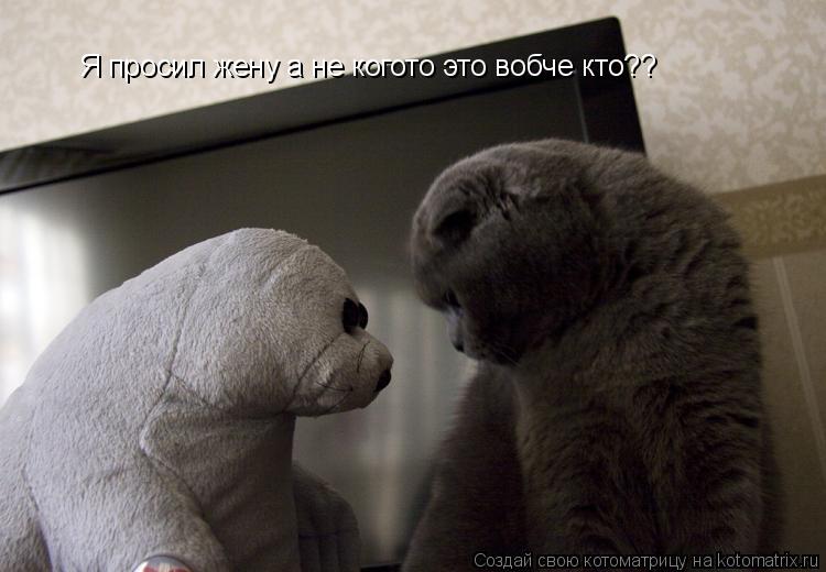 Я просил жену а не когото это вобче кто??... Котоматрица: Я просил жену а не когото это вобче кто??