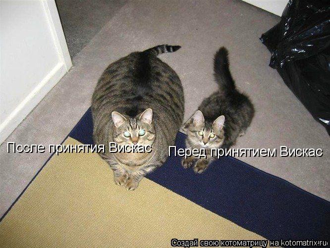 После принятия Вискас Перед принятием Вискас... Котоматрица: После принятия Вискас Перед принятием Вискас