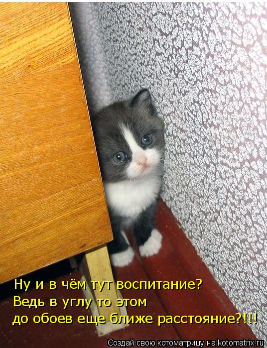 Ну и в чём тут воспитание? Ведь в углу то этом до обоев еще ближе расстояние?!!!... Котоматрица: Ну и в чём тут воспитание? Ведь в углу то этом до обоев еще ближе расстояние?!!!