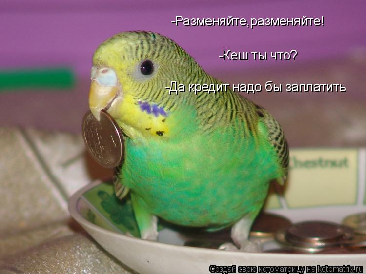 -Разменяйте,разменяйте! -Кеш ты что? -Да кредит надо бы заплатить... Котоматрица: -Разменяйте,разменяйте! -Кеш ты что? -Да кредит надо бы заплатить