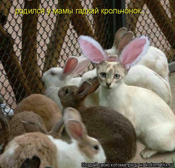 родился у мамы гадкий крольчонок....... Котоматрица: родился у мамы гадкий крольчонок....