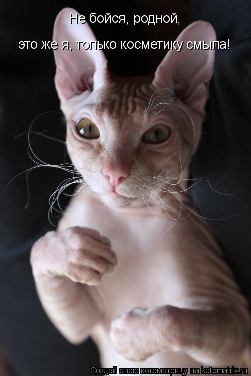 Котоматрица: Не бойся, родной,  это же я, только косметику смыла!