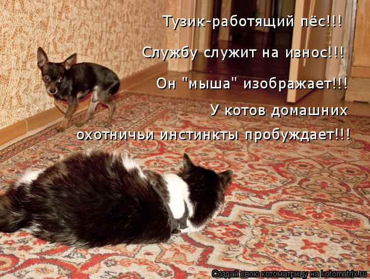 Котоматрица: охотничьи инстинкты пробуждает!!! У котов домашних Он "мыша" изображает!!! Службу служит на износ!!! Тузик-работящий пёс!!!