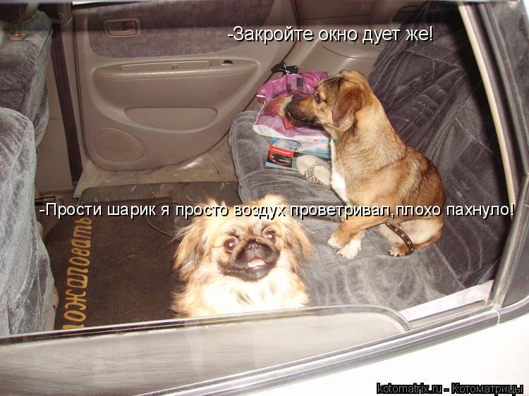 -Закройте окно дует же! -Прости шарик я просто воздух проветривал,плохо пахнуло!... Котоматрица: -Закройте окно дует же! -Прости шарик я просто воздух проветривал,плохо пахнуло!