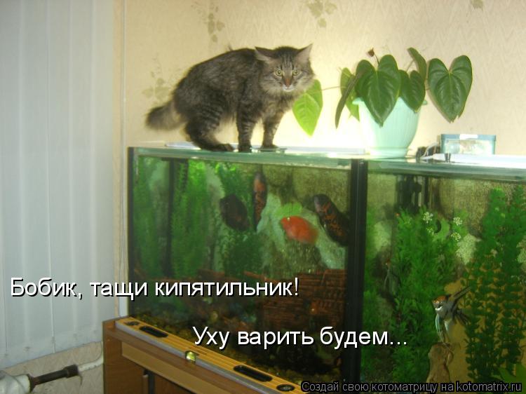 Бобик, тащи кипятильник! Уху варить будем...... Котоматрица: Бобик, тащи кипятильник! Уху варить будем...