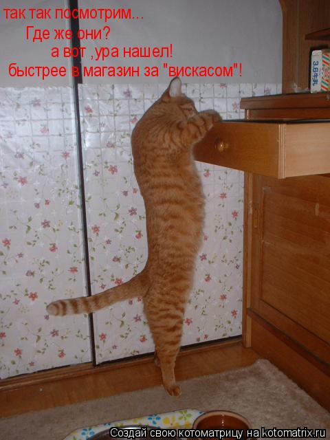 так так посмотрим... Где же они? а вот ,ура нашел! быстрее в магазин за "вискасом"!... Котоматрица: так так посмотрим... Где же они? а вот ,ура нашел! быстрее в магазин за "вискасом"!