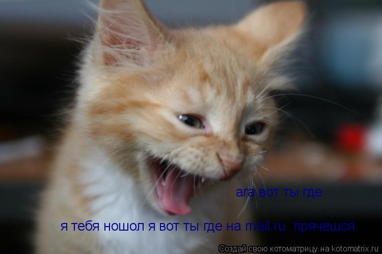 Котоматрица: ага вот ты где я тебя ношол я вот ты где на mail.ru  прячешся