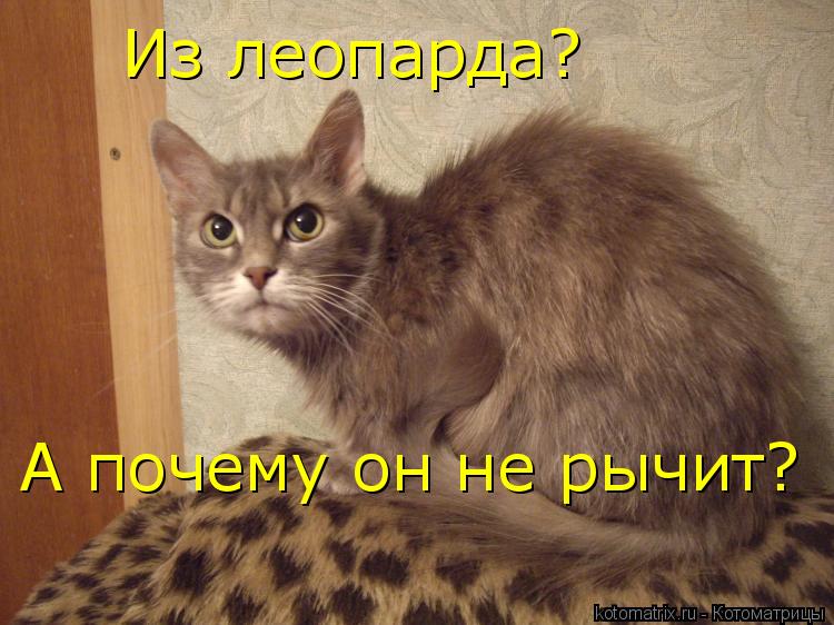Котоматрица: Из леопарда? А почему он не рычит?