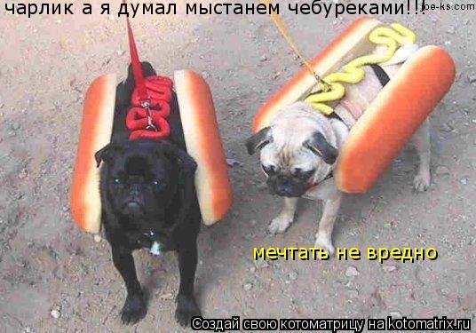 Котоматрица: чарлик а я думал мыстанем чебуреками!!! мечтать не вредно
