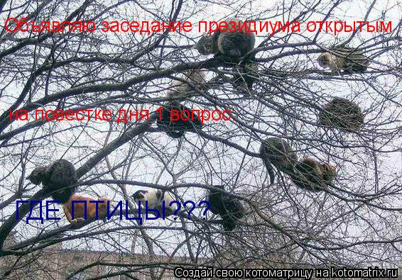 Котоматрица: Объявляю заседание президиума открытым на повестке дня 1 вопрос: ГДЕ ПТИЦЫ???