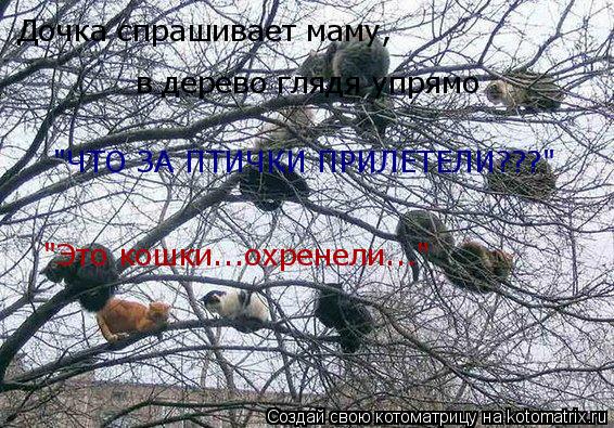 Котоматрица: Дочка спрашивает маму, в дерево глядя упрямо "ЧТО ЗА ПТИЧКИ ПРИЛЕТЕЛИ???" "Это кошки...охренели..."