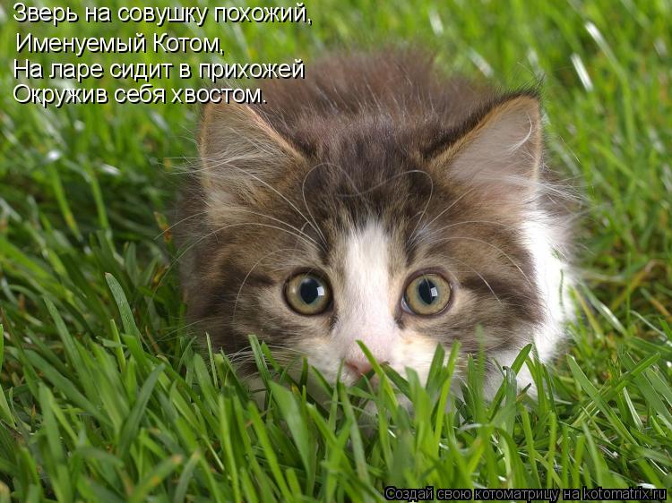 Котоматрица: Зверь на совушку похожий,  Именуемый Котом,  На ларе сидит в прихожей Окружив себя хвостом.