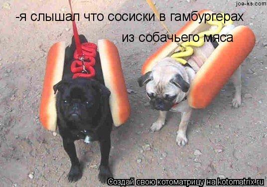 Котоматрица: -я слышал что сосиски в гамбургерах из собачьего мяса