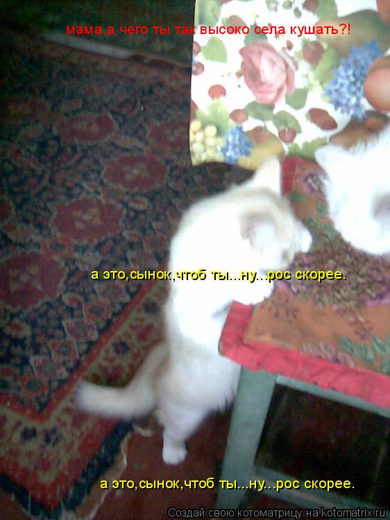 Котоматрица: мама,а чего ты так высоко села кушать?! а это,сынок,чтоб ты...ну...рос скорее. а это,сынок,чтоб ты...ну...рос скорее.